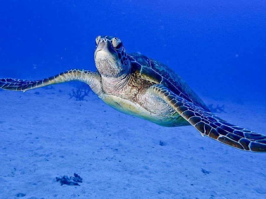 Cairns: 2-Day Great Barrier Reef Dive and Snorkel Boat Trip - Scuba sessions with Captain Justin and the instructors: what comfort and safety look like