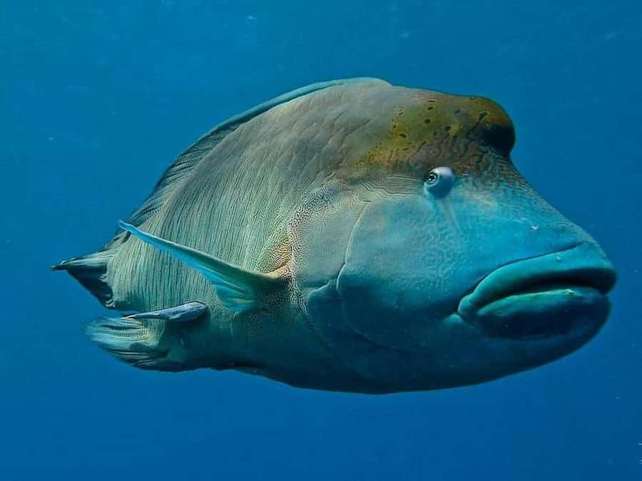 Cairns: 2-Day Great Barrier Reef Dive and Snorkel Boat Trip - Meals, snacks, and that overnight boat calm