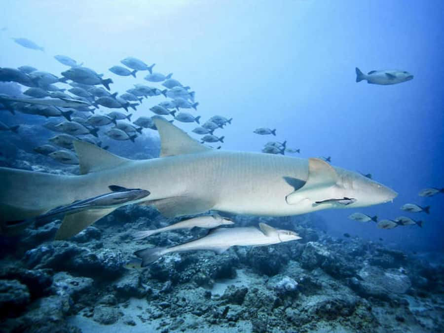 Cairns: 2-Day Great Barrier Reef Dive and Snorkel Boat Trip - Value check for $466: what you get, what costs extra, and who it fits
