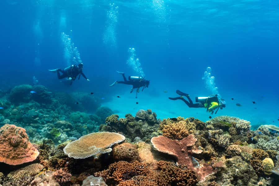 Cairns: 4-Day PADI Open Water Course - Who this Cairns course is best for