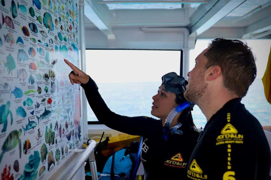 Cairns: All-Inclusive Great Barrier Reef Half-Day Snorkeling - Key highlights worth planning around