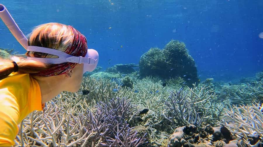 Cairns: All-Inclusive Great Barrier Reef Half-Day Snorkeling - The cruise out: scenic water time, plus quick safety grounding