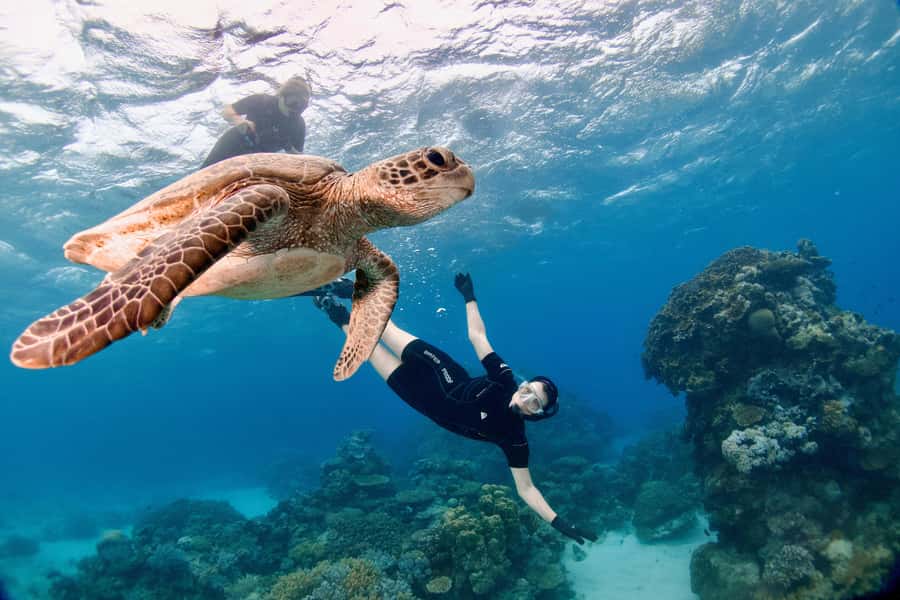 Cairns: All-Inclusive Great Barrier Reef Half-Day Snorkeling - Crowd-free feel through personal guiding, not just marketing