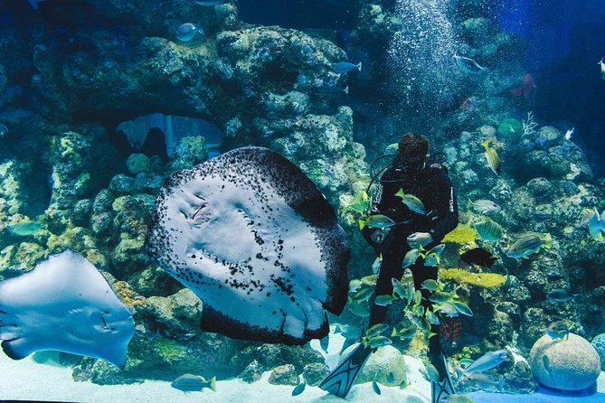 Cairns Aquarium Admission Ticket - Conservation Talks and the Turtle Hospital Side Trip