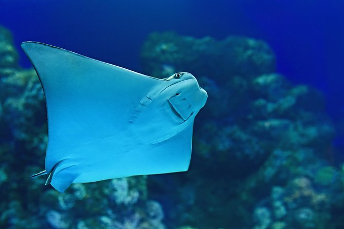 Cairns Aquarium Admission Ticket - Price and Logistics: Is $41.60 Worth It?