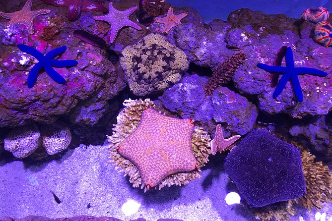 Cairns Aquarium Admission Ticket - Timing Tips: Open 9:30am-3:30pm, Last Entry 2:30pm