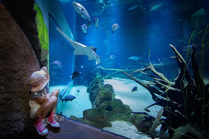 Cairns Aquarium Admission Ticket - Who This Admission Ticket Is Best For