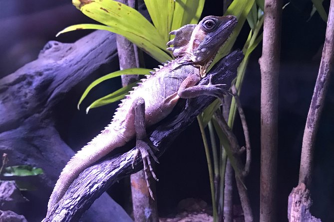 Cairns Aquarium Admission Ticket - Should You Book Cairns Aquarium Admission?