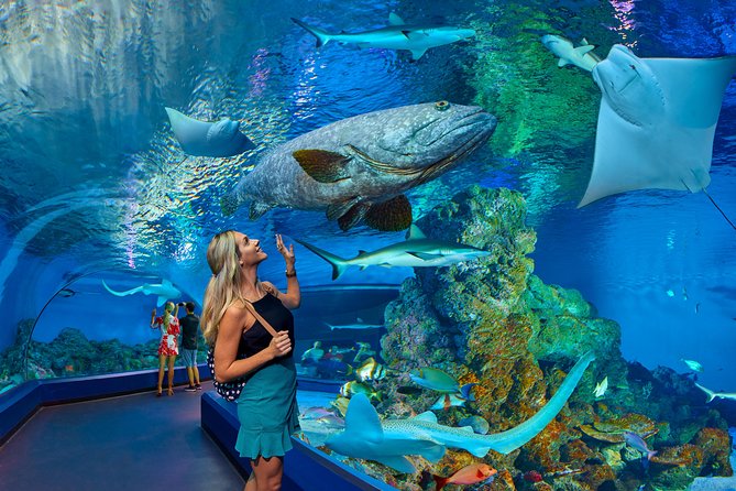 Cairns Aquarium Admission Ticket - The Rain-to-Reef Route: Oceanarium Tunnel and Deep Reef Tank