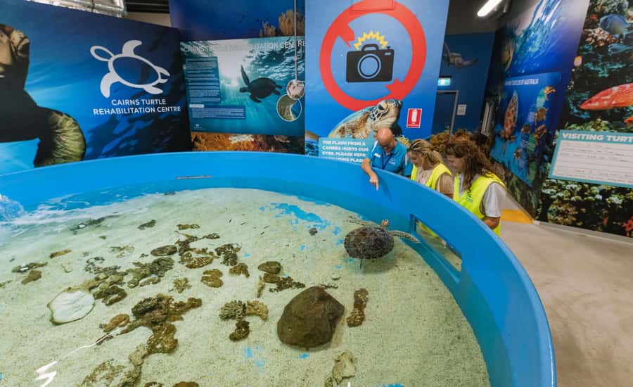 Cairns: Aquarium Entry Ticket and Turtle Rehabilitation Tour - Key highlights you’ll feel (not just read)
