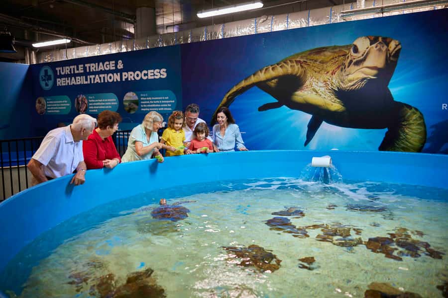 Cairns: Aquarium Entry Ticket and Turtle Rehabilitation Tour - Why this Cairns Aquarium and turtle rehab combo works