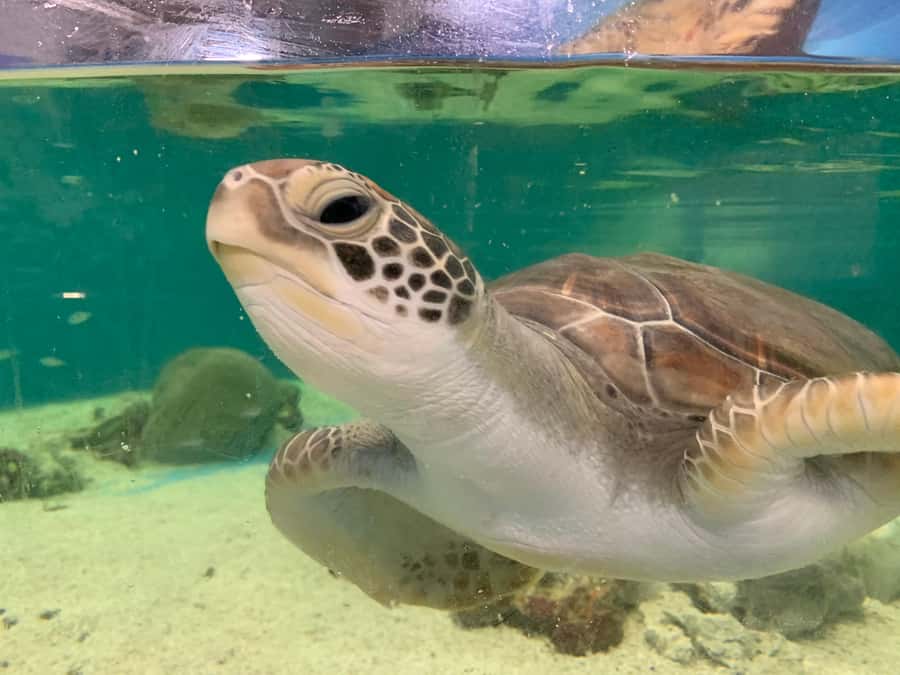 Cairns: Aquarium Entry Ticket and Turtle Rehabilitation Tour - Aquarium entry, self-guided exploring, and what to plan for