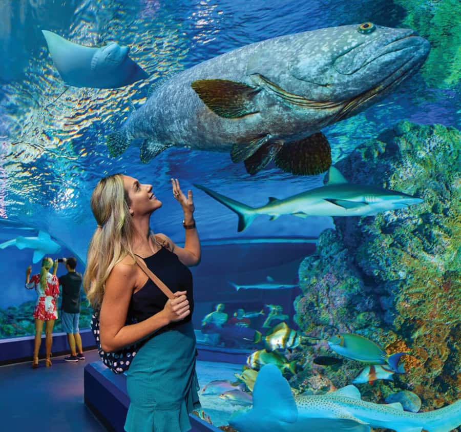 Cairns Aquarium General Admission Ticket - The 10-metre Reef Tank and the 360 Oceanarium Tunnel