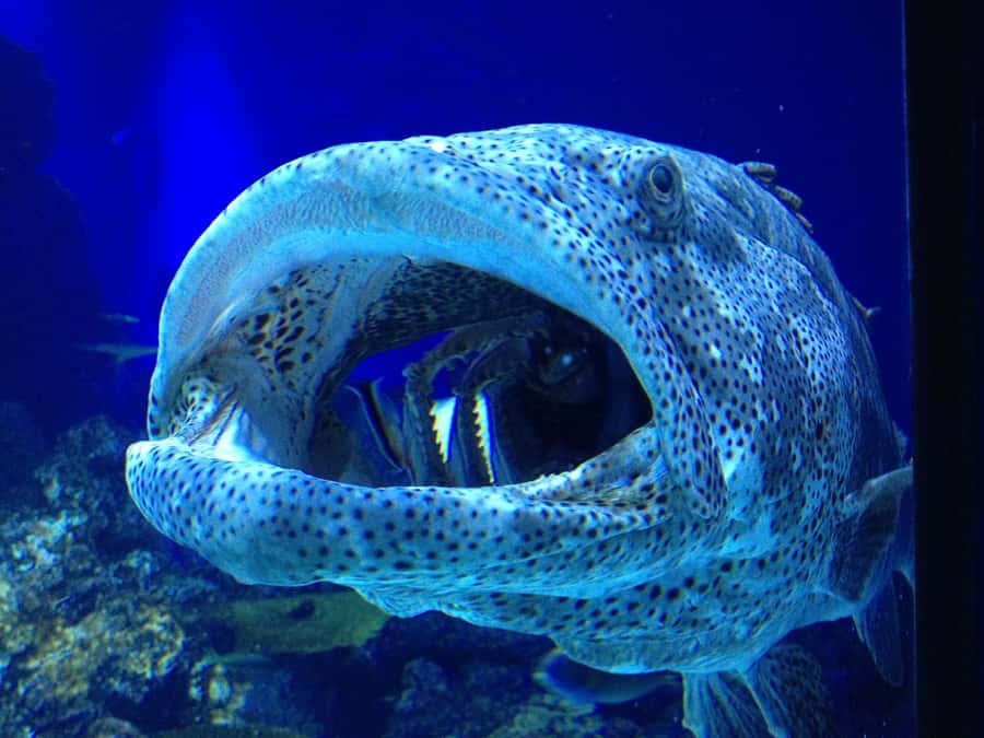 Cairns Aquarium General Admission Ticket - Freshwater Time: River Monsters in Australia’s Largest Exhibit