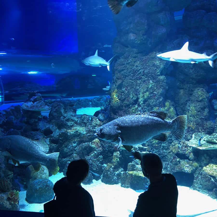 Cairns Aquarium General Admission Ticket - Daily Talks and Included Presentations to Prioritize