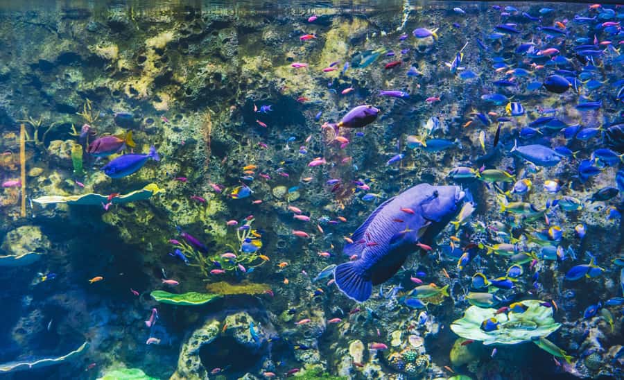 Cairns Aquarium General Admission Ticket - Animal Feeds, Encounters, and Touch Tanks You Can Actually Do