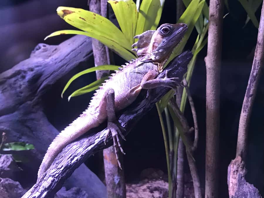 Cairns Aquarium General Admission Ticket - How Long to Spend and When to Go Without Feeling Rushed