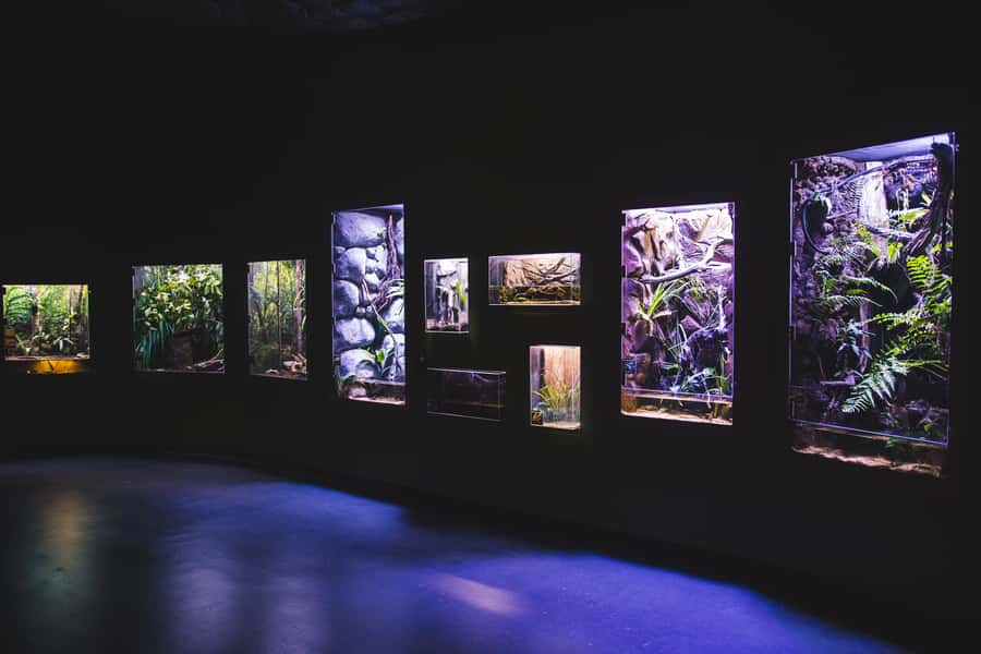 Cairns Aquarium General Admission Ticket - Price and Value at About $41, Plus Optional Add-Ons
