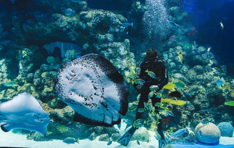 Cairns Aquarium General Admission Ticket - Rainforest to Reef: 10 Ecosystems and 71 Habitats