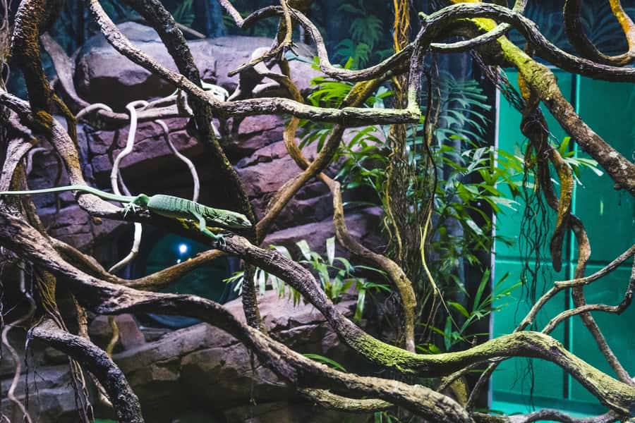 Cairns: Aquarium Guided Twilight Tour with 3-Course Dinner - Key Highlights You Will Notice