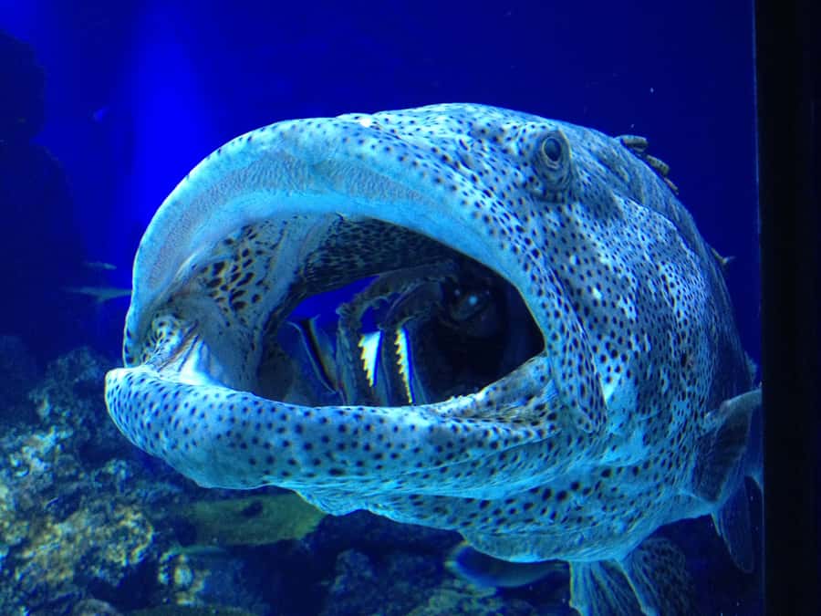 Cairns: Aquarium Guided Twilight Tour with 3-Course Dinner - Twilight at Cairns Aquarium: why night changes everything
