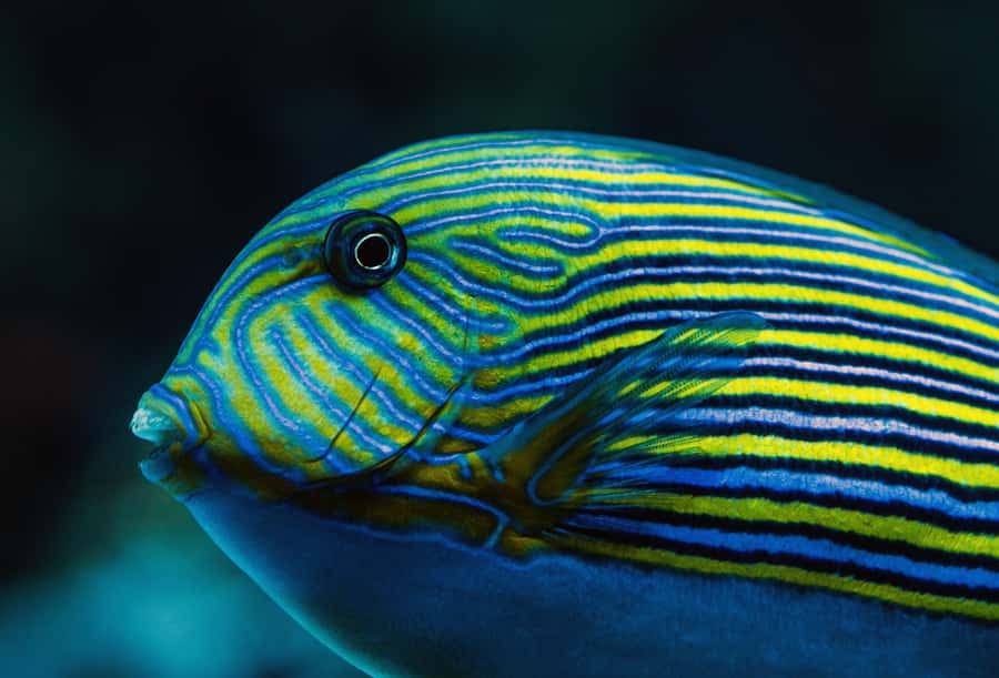 Cairns: Aquarium Guided Twilight Tour with 3-Course Dinner - Time your Cairns evening: duration, start point, and transport