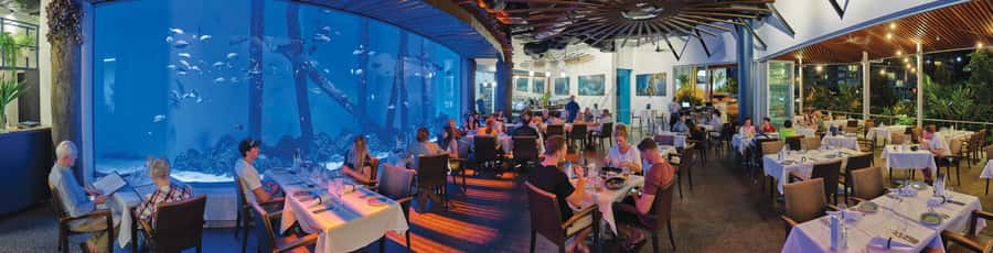 Cairns: Aquarium Guided Twilight Tour with 3-Course Dinner - Should you book this Cairns Aquarium twilight tour with dinner?