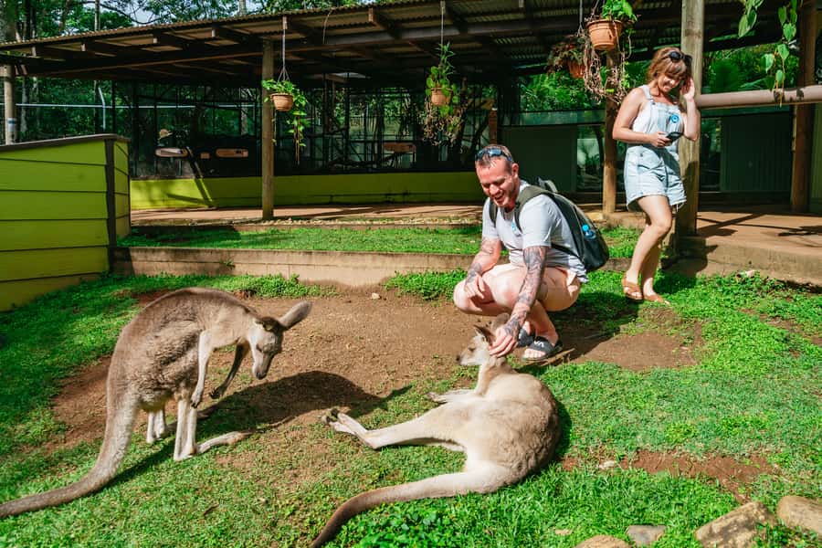 Cairns: Best of the Kuranda Rainforest Full-Day Tour & Lunch - The rainforest circuit: train up, cable car down, animals in the middle