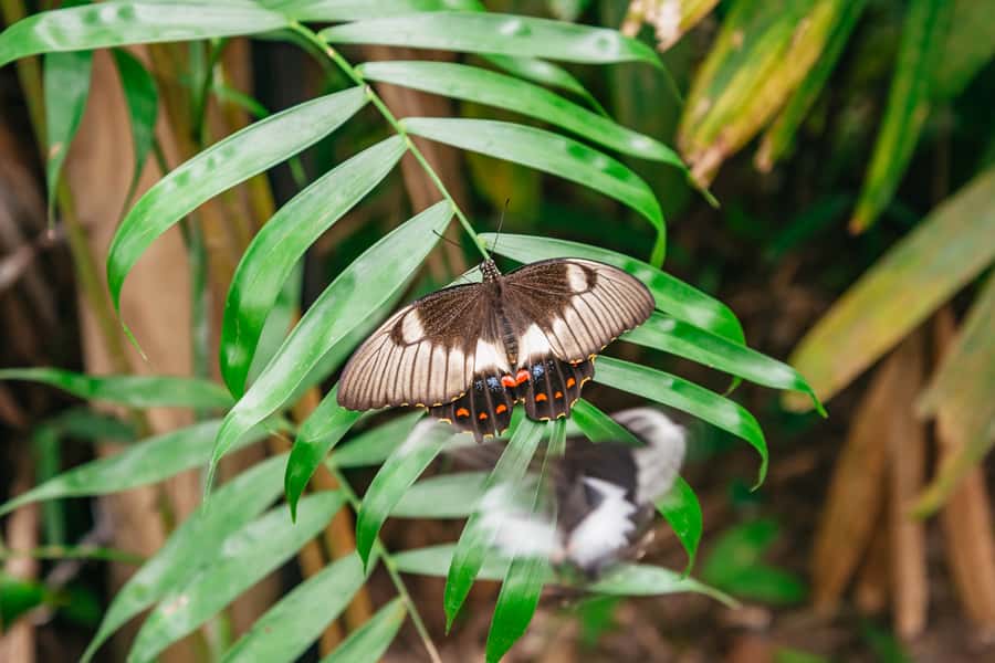 Cairns: Best of the Kuranda Rainforest Full-Day Tour & Lunch - Australian Butterfly Sanctuary: 1,500 butterflies and the Cairns Birdwing