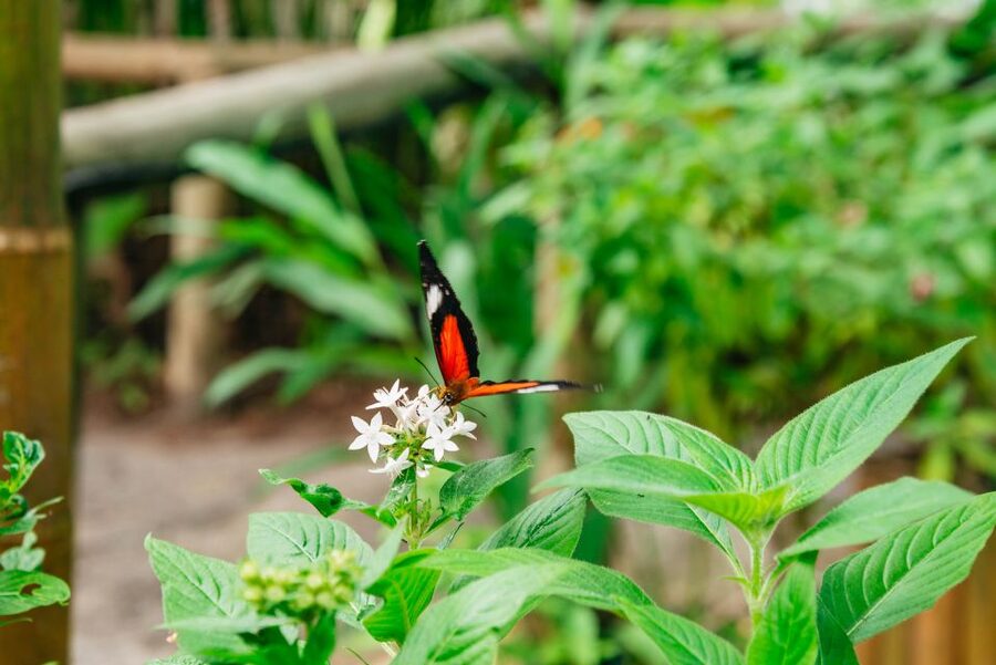 Cairns: Best of the Kuranda Rainforest Full-Day Tour & Lunch - Rainforestation Nature Park: BBQ lunch and the WWII Army Duck