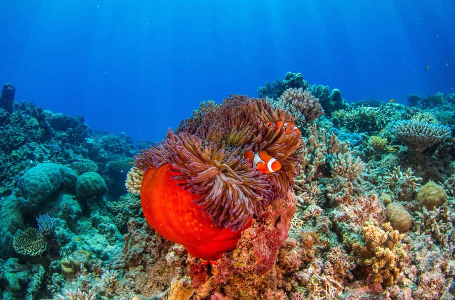 Cairns: Best Value All-inclusive Reef Trip With Scuba Dive - Second Reef Location: Unlimited Snorkelling and the Option for More Scuba Time