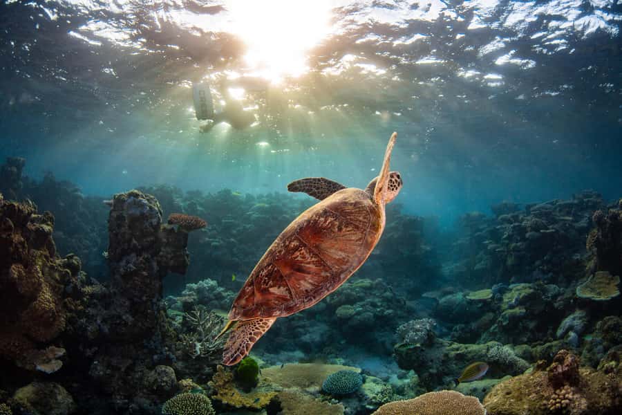 Cairns: Best Value All-inclusive Reef Trip With Scuba Dive - Cheese, Wine, and the Ride Back Into Cairns at Around 4:30pm