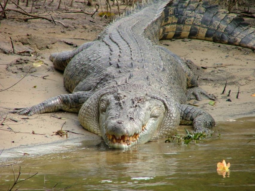 Cairns: Cape Tribulation, Beaches, Crocs & Swimming Day Tour - Booking decision: should you go with Uncle Brian’s Tours?