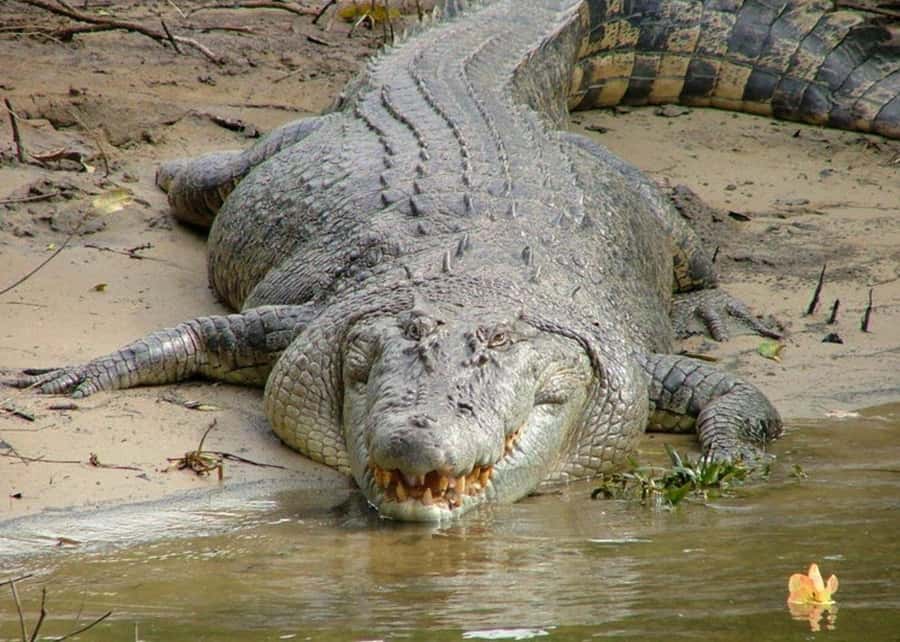 Cairns: Cape Tribulation, Beaches, Crocs & Swimming Day Tour - Rainforest walk in the world’s oldest living rainforest