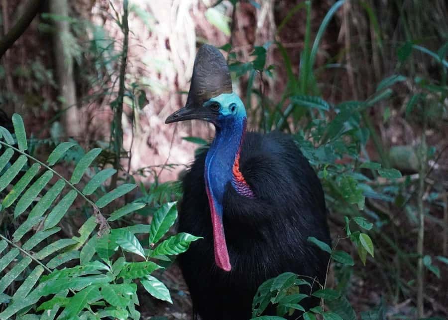 Cairns: Cape Tribulation, Beaches, Crocs & Swimming Day Tour - Freshwater creek swim: the cool-down you will be grateful for