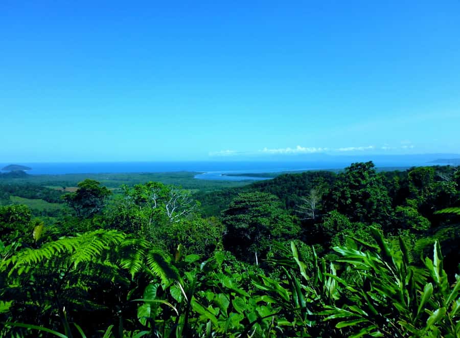 Cairns: Daintree, Mossman Gorge, & Cape Tribulation Day Trip - Alexandra Lookout and the Daintree River Cruise for Crocs and Birdlife