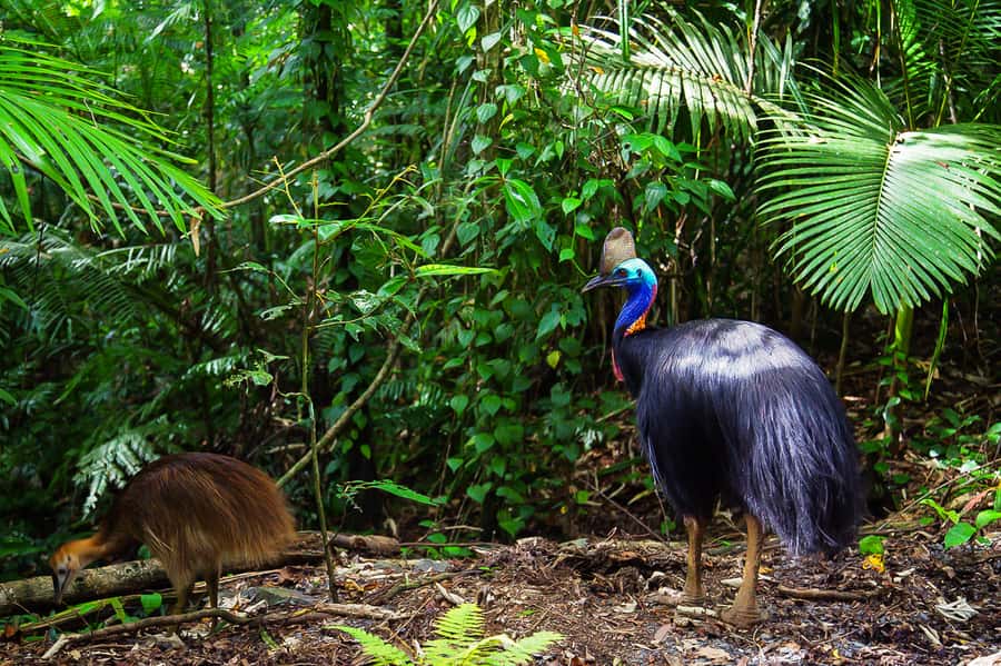 Cairns: Daintree Rainforest and Mossman Gorge Tour - Cape Tribulation: The Stop That Explains the Whole Region