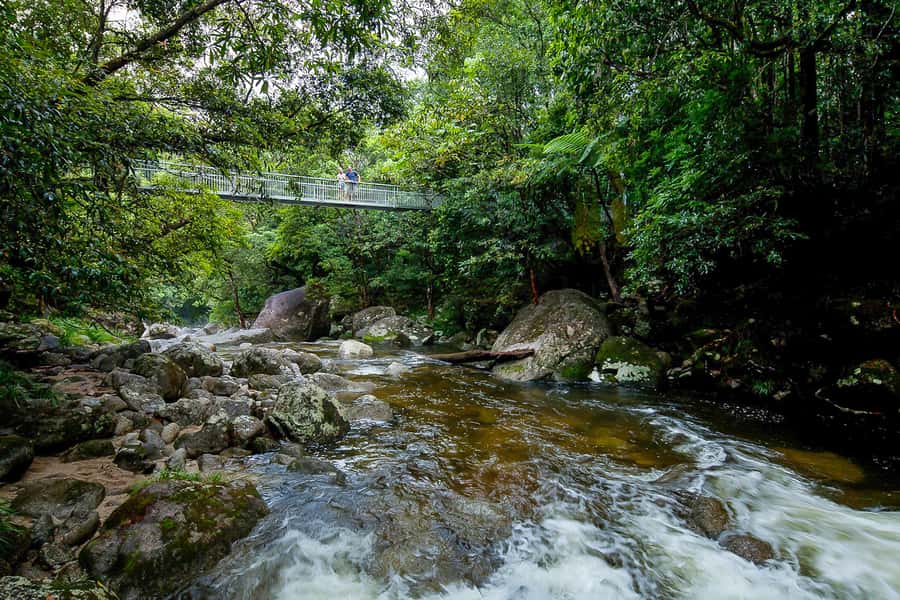 Cairns: Daintree Rainforest and Mossman Gorge Tour - Lunch, Snacks, and Ice Cream: What’s Included and What You Must Plan For