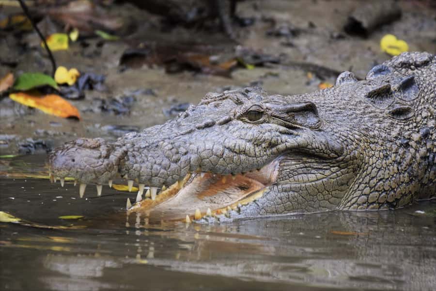 Cairns: Daintree Rainforest Wildlife Experience Cruise - Key highlights at a glance
