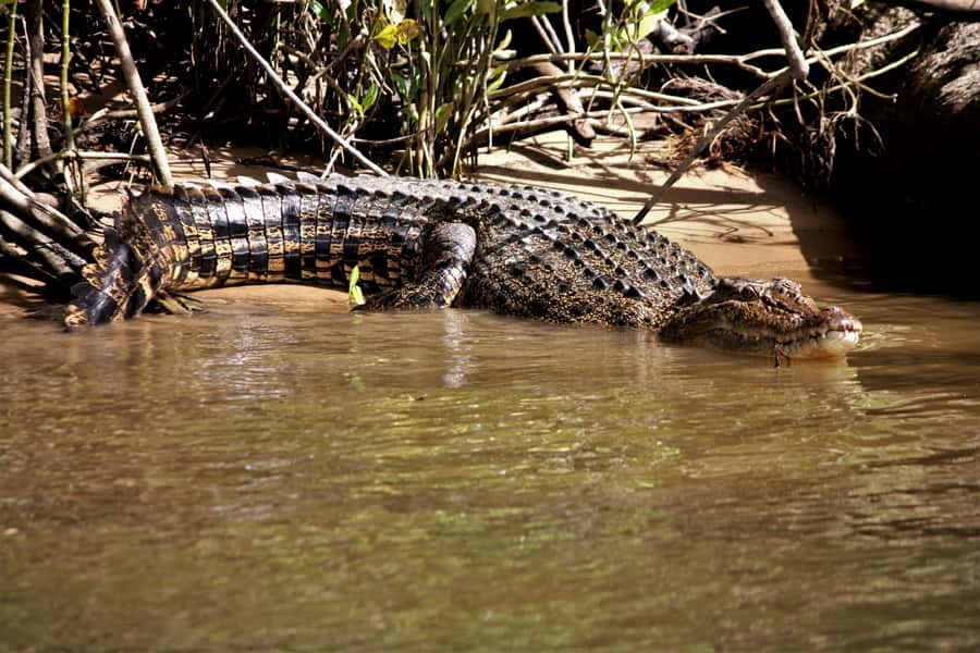 Cairns: Daintree Rainforest Wildlife Experience Cruise - A 1-hour Daintree River wildlife cruise with real crocodile focus