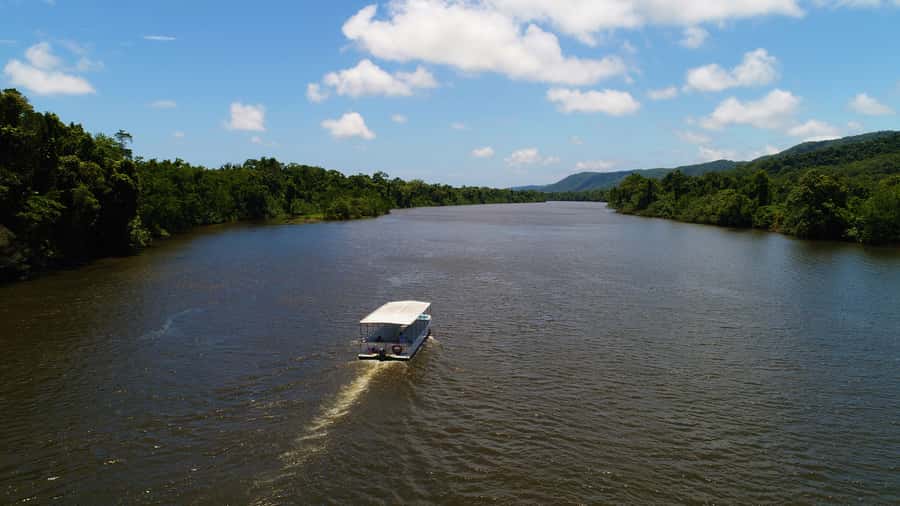 Cairns: Daintree Rainforest Wildlife Experience Cruise - Mangroves and the estuary: where the wildlife is supposed to be