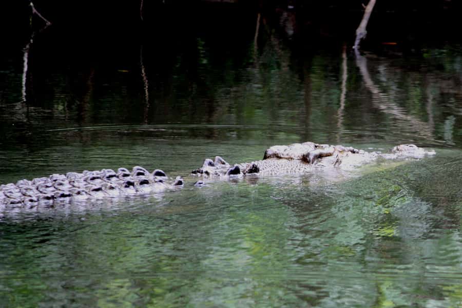 Cairns: Daintree Rainforest Wildlife Experience Cruise - What you’ll actually do on the cruise, from start to finish