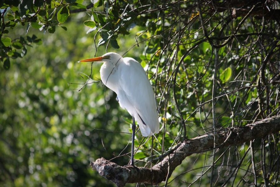 Cairns: Daintree Rainforest Wildlife Experience Cruise - How guides change the experience, from Charly to Adam to Chris