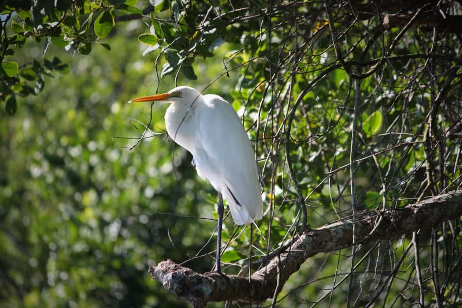 Cairns: Daintree Rainforest Wildlife Experience Cruise - Who should book this, and who should reconsider