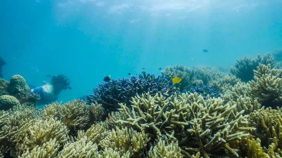Cairns: Fitzroy Island Ferry w/ Snorkel, Lunch, Tour Options - Glass Bottom Boat Upgrade: Great Reef Commentary, But Manage Expectations
