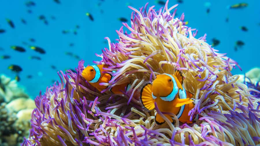 Cairns: Frankland Islands Great Barrier Reef Tour - Key things that make this tour worth your time
