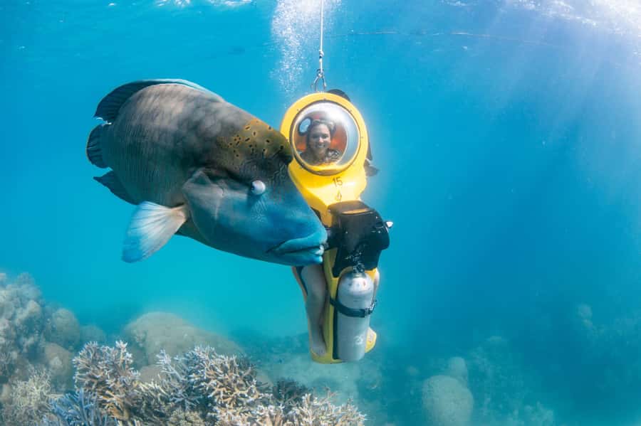Cairns: Full Day Great Barrier Reef Pontoon Experience - Snorkeling coral gardens with easy entry and the chance of Wally