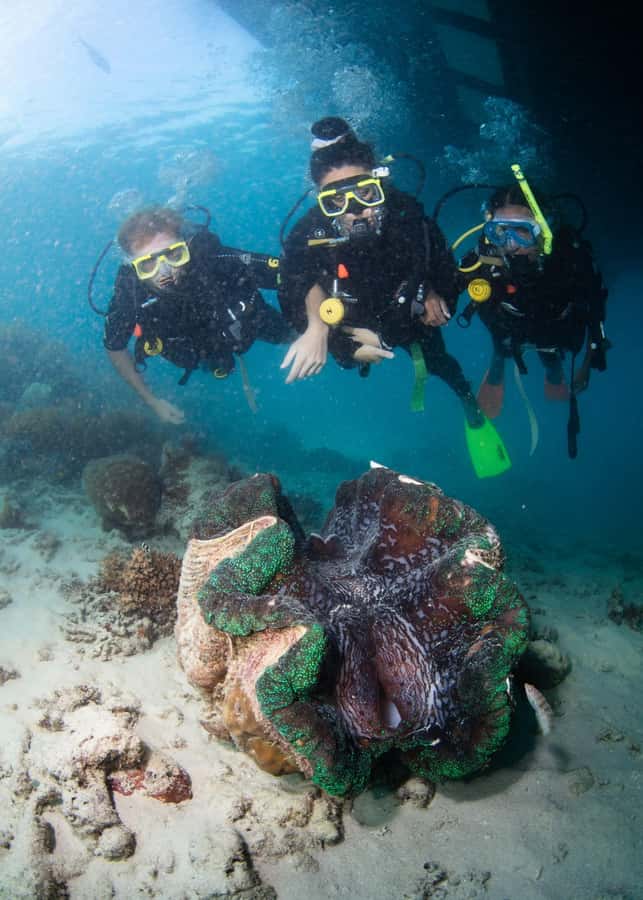 Cairns: Full Day Great Barrier Reef Pontoon Experience - What’s included for $197, and why it can be good value