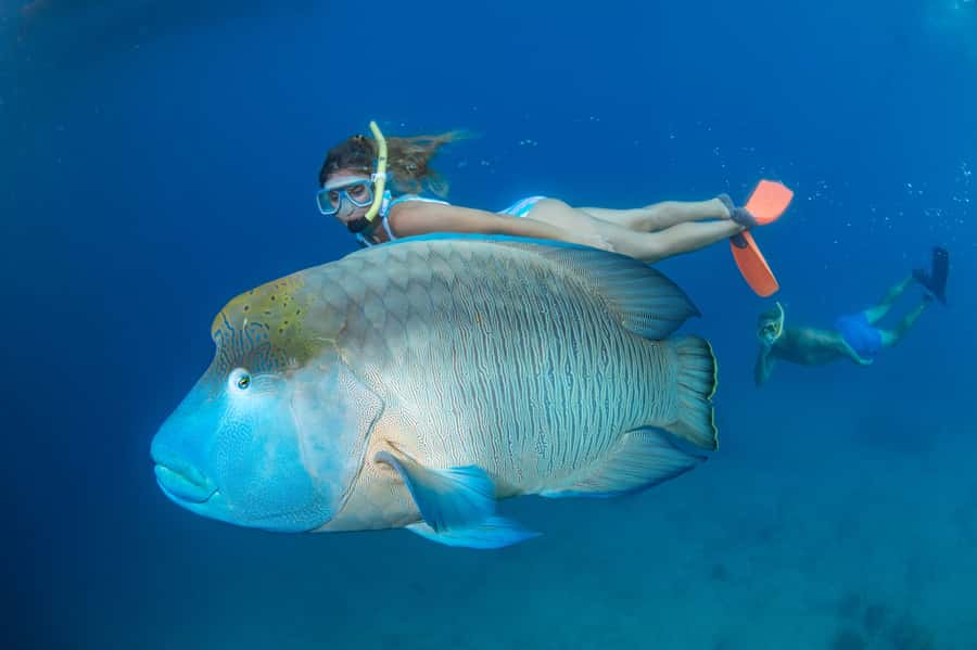 Cairns: Full Day Great Barrier Reef Pontoon Experience - Catamaran cruise comfort, plus the reality check on travel time