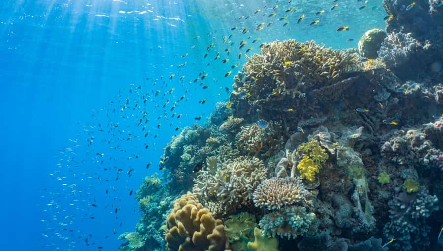 Cairns: Great Barrier Reef and Fitzroy Island Boat Tour - A 9-hour combo day that fits Cairns reality